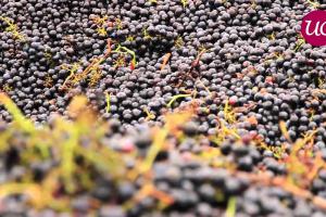3800 hectares au coeur du plus prestigieux vignoble du monde